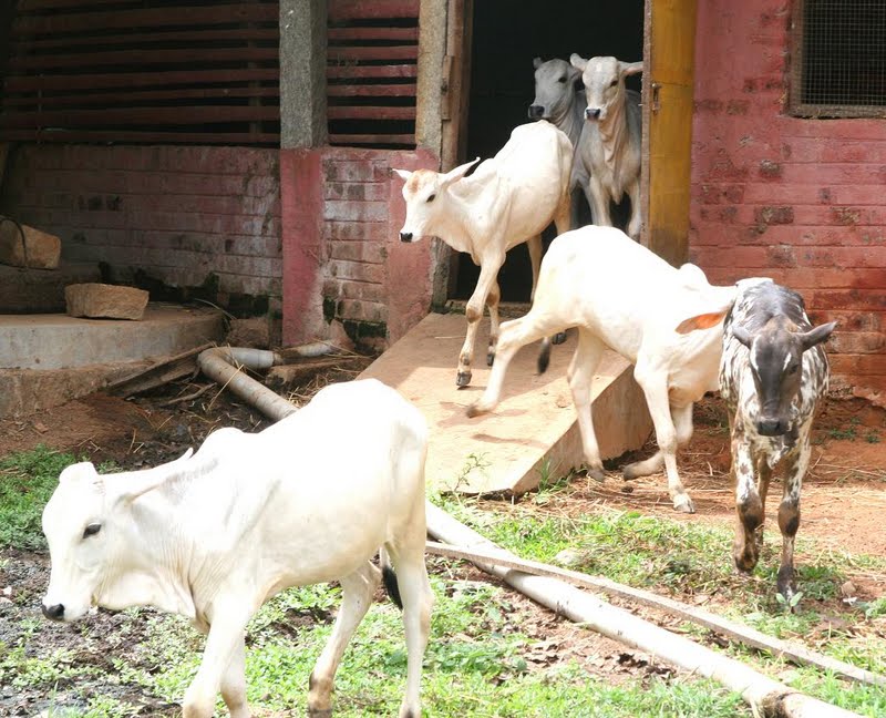 Calves Shed